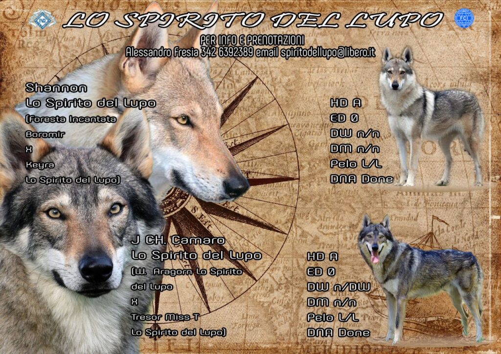 Locandina Camaro X Shannon 2021-2022