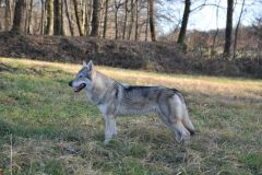Arabel Lo spirito del lupo profilo sinistro
