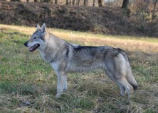 Arabel Lo spirito del lupo profilo sinistro nel prato