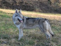Arabel Lo spirito del lupo nel prato