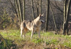 Arabel Lo spirito del lupo nel bosco