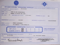 Arabel Lo spirito del lupo - Certificato internazionale displasia