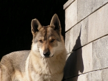 aragorn-01-lo-spirito-del-lupo-cecoslovacco-allevamento-massazza-biella