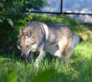 Ariminnum Artica Lo spirito del lupo Biella