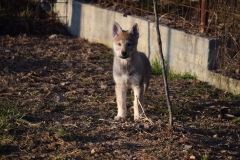 cucciolata-a-07-lo-spirito-del-lupo-cecoslovacco-allevamento-massazza-biella