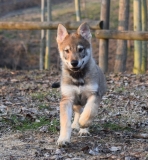 cucciolata-a-10-lo-spirito-del-lupo-cecoslovacco-allevamento-massazza-biella