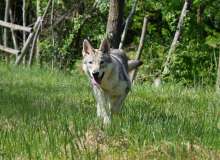 myla-lo-spirito-del-lupo-biella-003