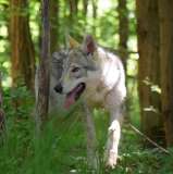 myla-lo-spirito-del-lupo-biella-010