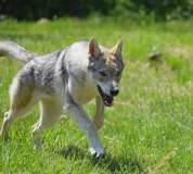myla-lo-spirito-del-lupo-biella-011
