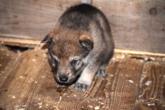 cucciolata-b-05-lo-spirito-del-lupo-cecoslovacco-allevamento-massazza-biella