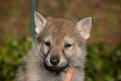 cucciolata-b-07-lo-spirito-del-lupo-cecoslovacco-allevamento-massazza-biella