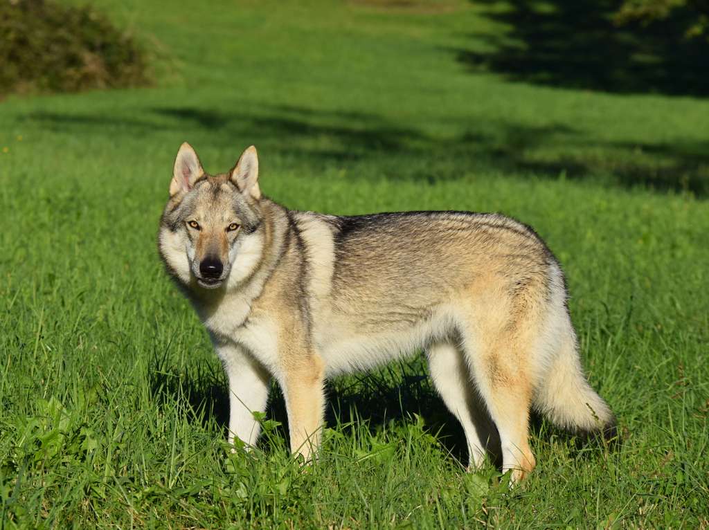 Ariminnum Artica Lo spirito del lupo Biella