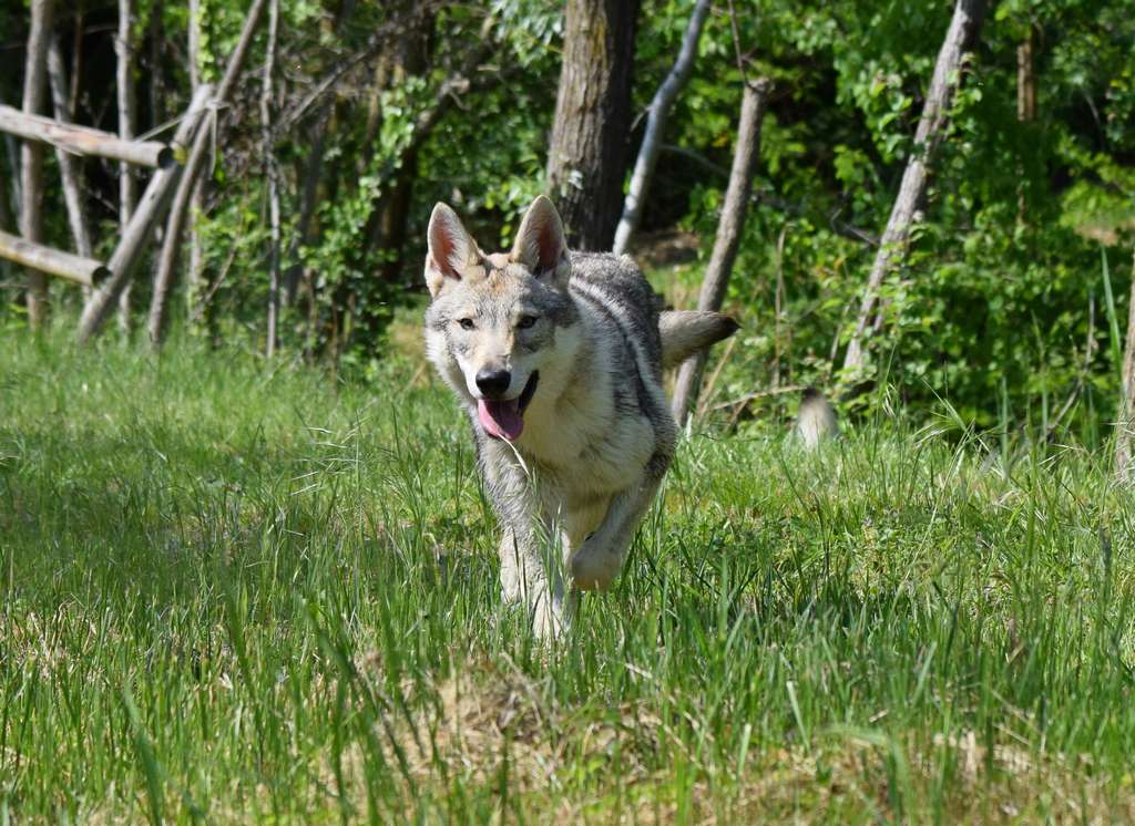 Myla Lo spirito del lupo Biella